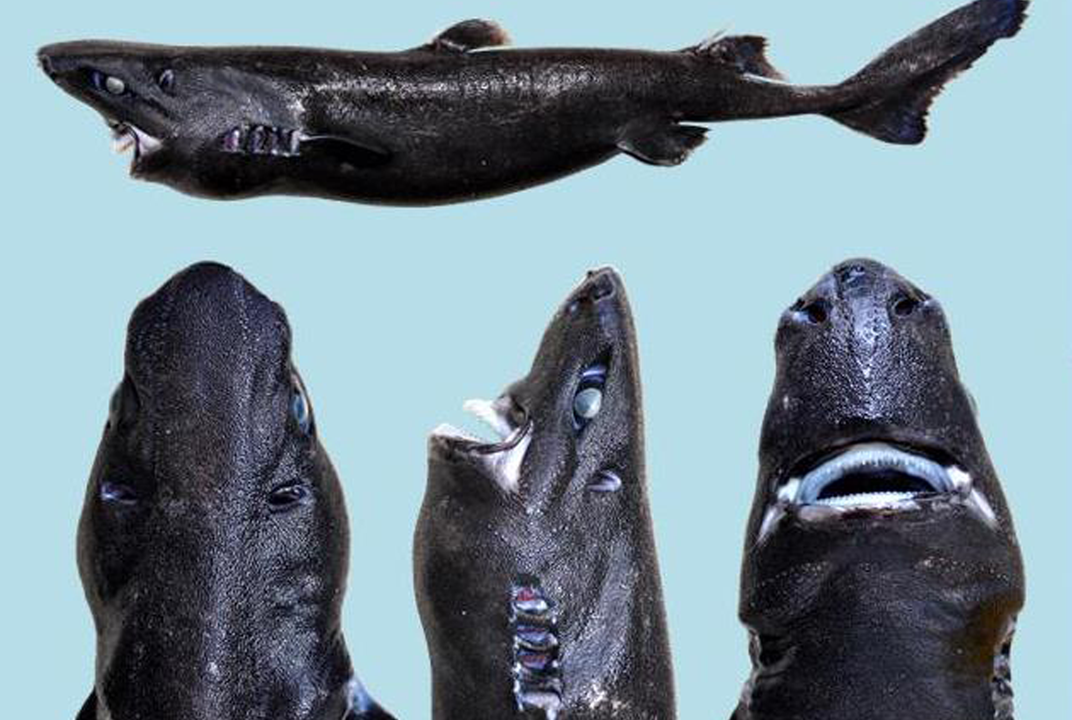 A New Species of Shark Gives a Hat Tip to Both Jaws and Ninjas