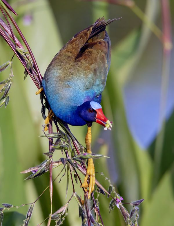 PURPLE GALLINULE HUNTING thumbnail