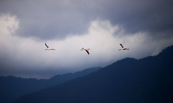 Three Pink Flamingos in Flight thumbnail