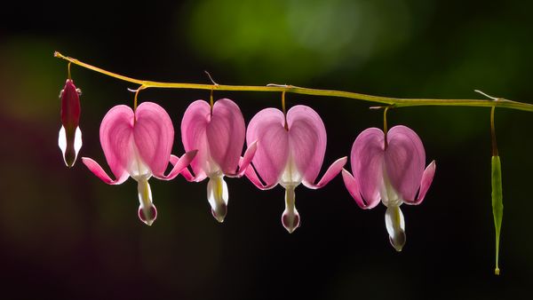 Asian Bleeding Heart thumbnail