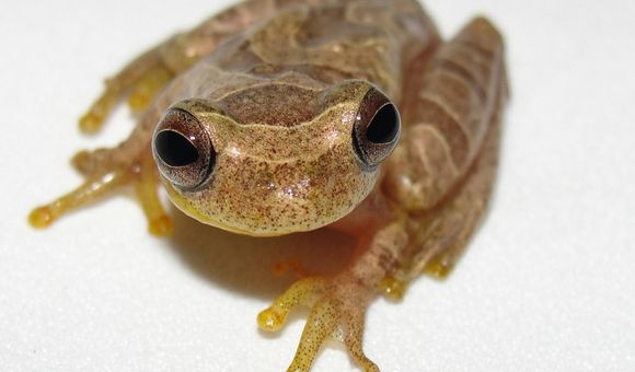 A small yellow frog with big eyes