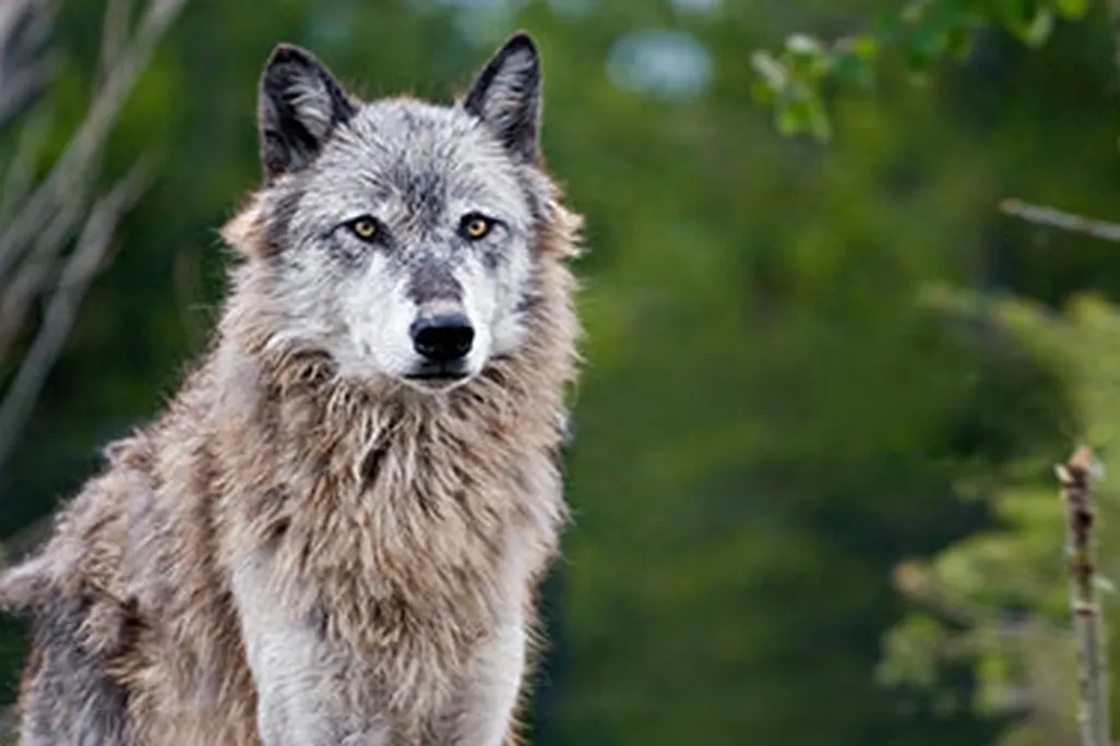 The loss of wolves in the American West set off a cascade of changes to the region's food web.