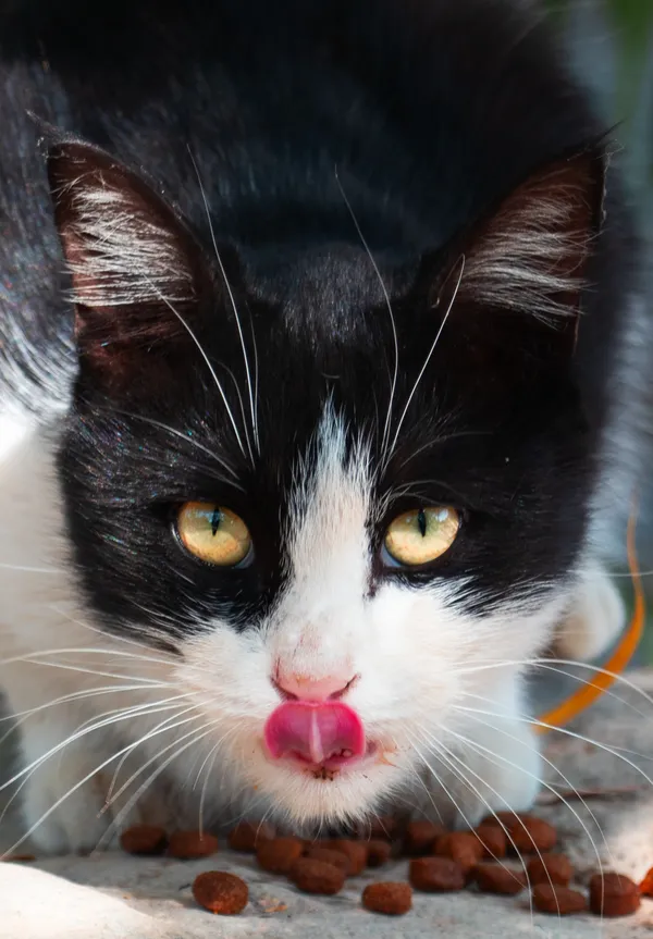 A cat that talks to you with its eyes thumbnail