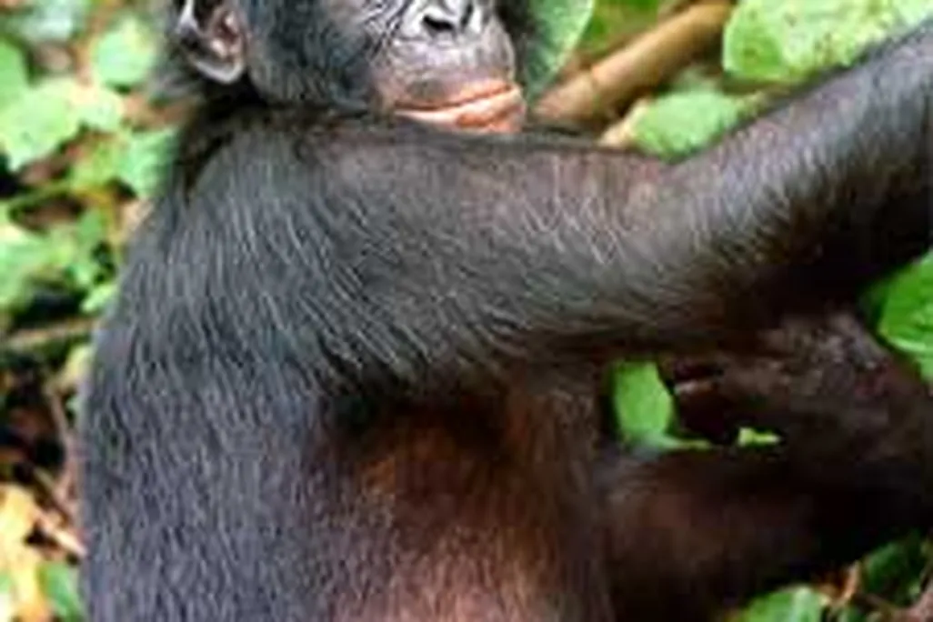 20110520102355Bonobo.jpg