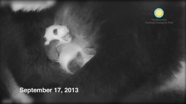 Preview thumbnail for Help Us Name Our Giant Panda Cub at the Smithsonian's National Zoo