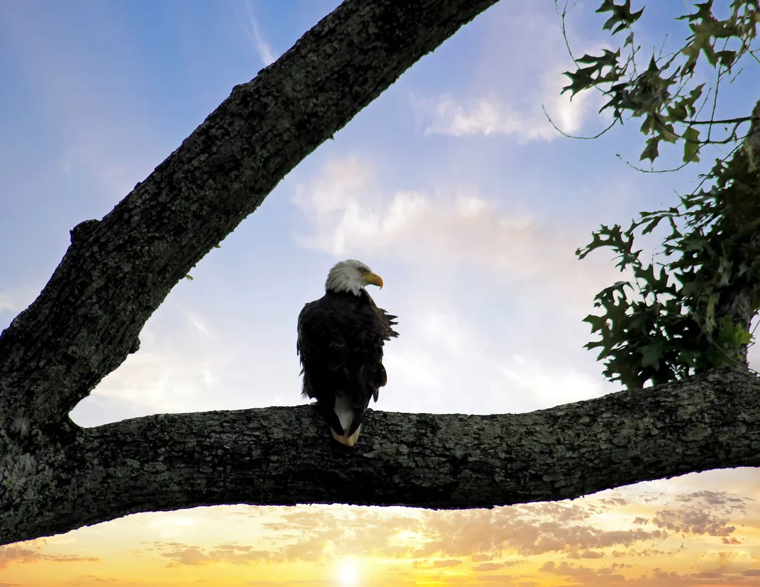 American Bald Eagle in a tree at Fort Donelson Civil War Battlefield ...