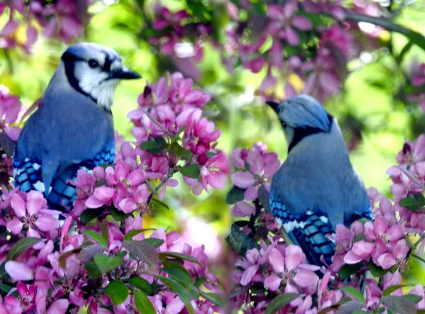 Blue Jay Composite with Blossoms thumbnail