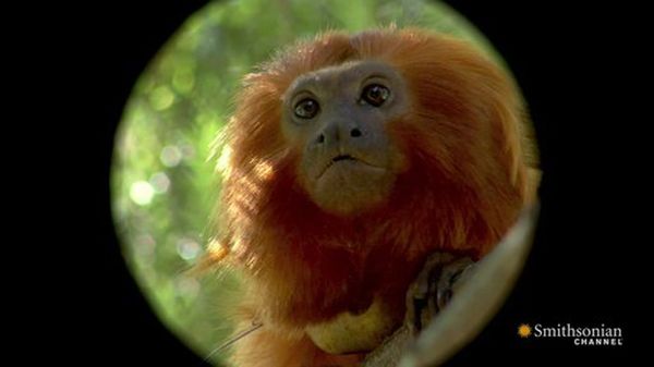Preview thumbnail for Meet the Golden Lion Tamarins of the National Zoo!