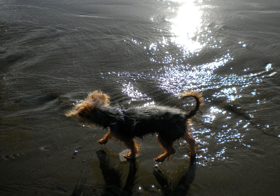 Kermit at the beach | Smithsonian Photo Contest | Smithsonian Magazine