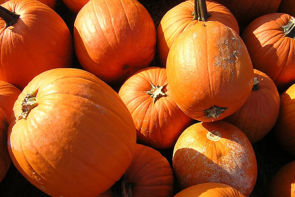 Pumpkins