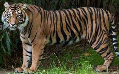 Damai, the Zoo's newest tiger