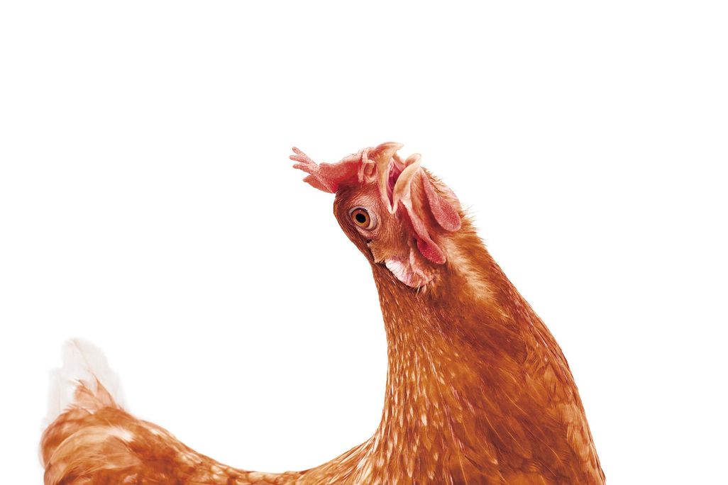 Chicken