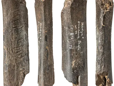The bone measures roughly four inches long and has 17 markings.