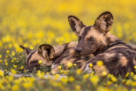 A pair of African wild dogs at Tswalu Kalahari Reserve, the largest privately owned nature reserve in South Africa, near the Botswana border.