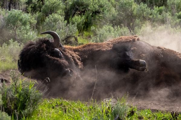 A Bison Scratches an Itch at Yellowstone National Park thumbnail