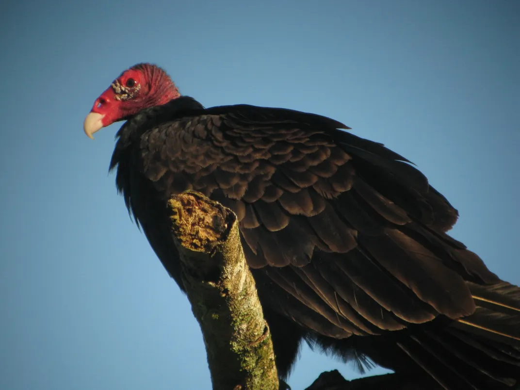 A black and red bird perched on a branch.