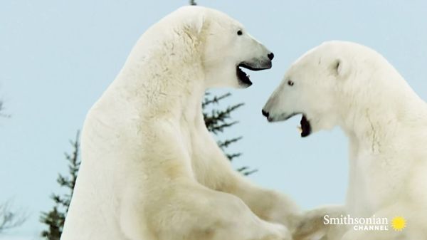 Preview thumbnail for Why Polar Bears Like to Wrestle in the Winter