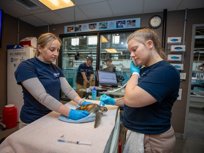 New England Aquarium staff treat a cold-stunned sea turtle.