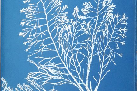 A cyanotype photogram from "Photographs of British Algae."