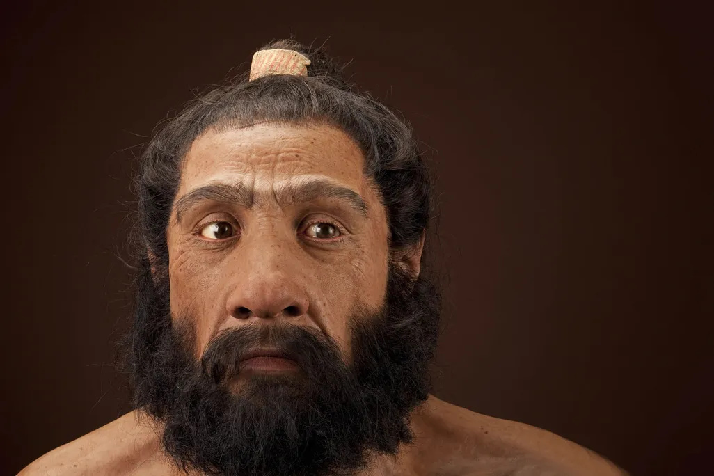 A reconstruction of what a male Neanderthal may have looked like. The reconstruction looked like a man with a thick beard and mustache, and his hair is tied back.