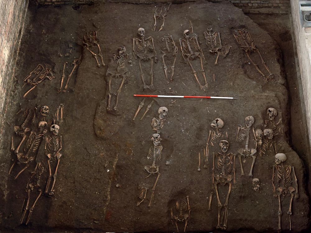 Remains of individuals unearthed at the site of the former Hospital of St. John the Evangelist in Cambridge