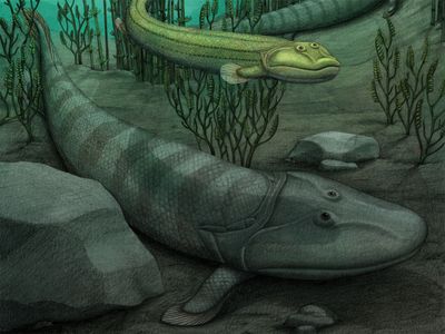 Qikiqtania wakei (top) was more suited to swimming than its larger cousin Tiktaalik (bottom).