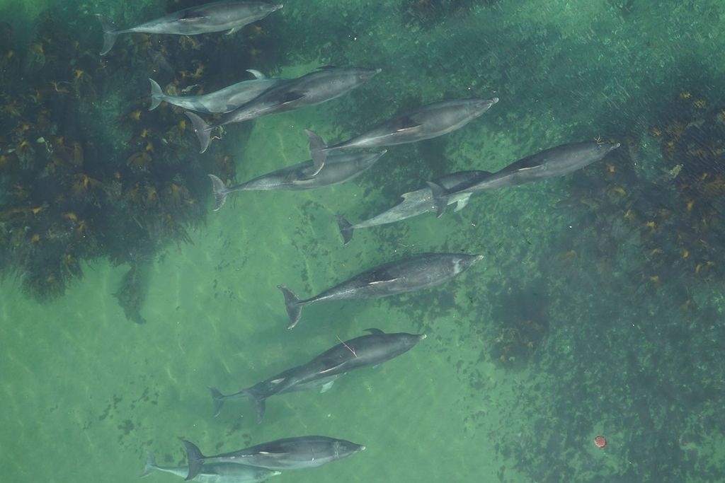 Aerial View of Dolphins