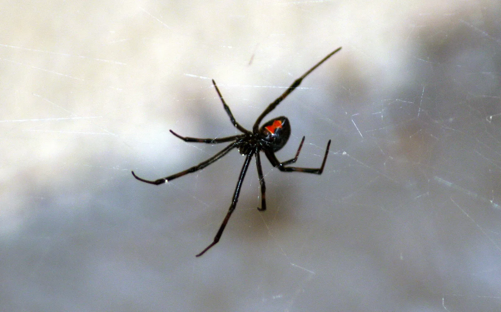 Black Widow Spiders Are Being Killed Off by Non-Native Brown Widows, Smart  News