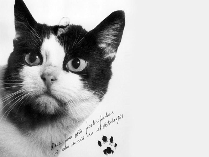 Félicette, the First Cat in Space, Finally Gets a Memorial | Smart News|  Smithsonian Magazine
