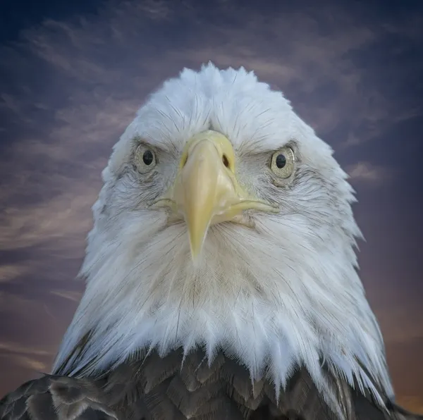 Portrait of a bald eagle thumbnail