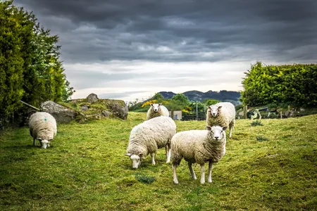 Scientists have traced the deadly sheep pox virus back 3,700 years.
