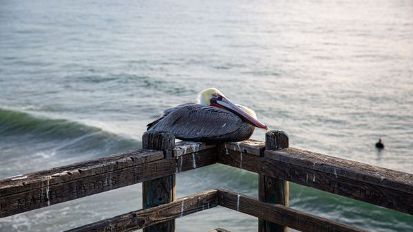 Blue-Eyed Pelican thumbnail