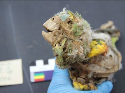 The imported parrots and scarlet macaws were mummified between 1100 and 1450 A.D.