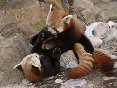 National Zoo Red Panda Meets New Mate