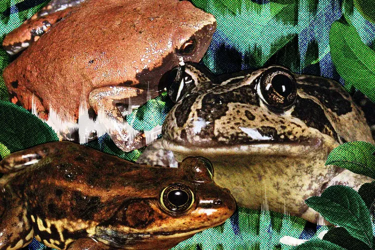 Frog Sounds