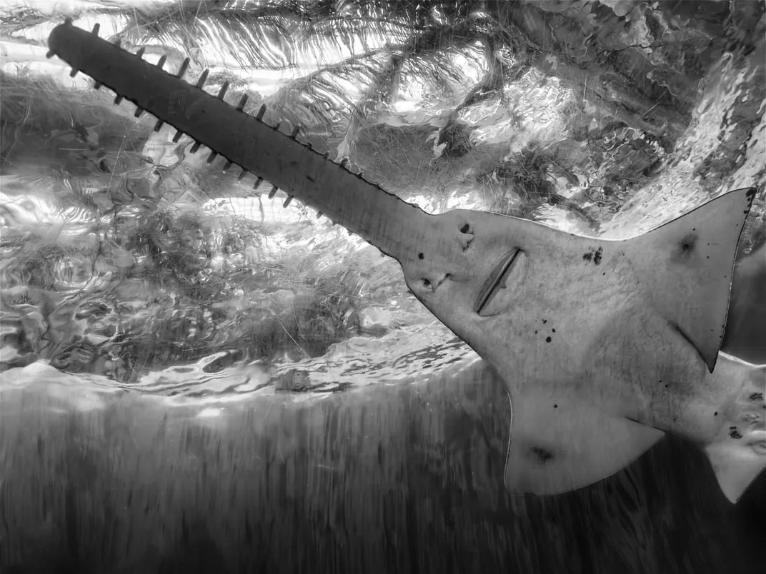a black and white photo of a sawfish