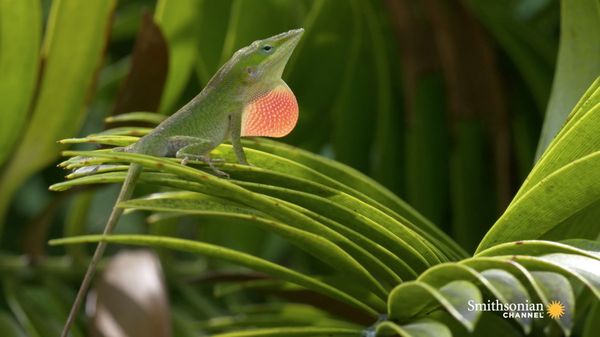 Preview thumbnail for The Lizard's Tale 101: Meet the Anoles