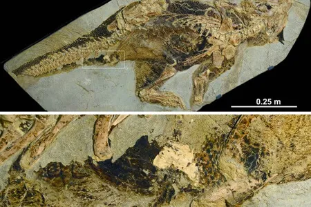 This fossil is the oldest known preserved dinosaur cloacal vent. 