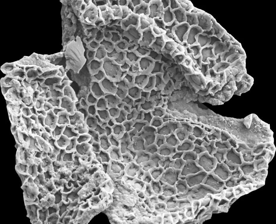 56 million-year-old fossil pollen grains collected from Wyoming and photographed on the NMNH’s scanning electron microscope.