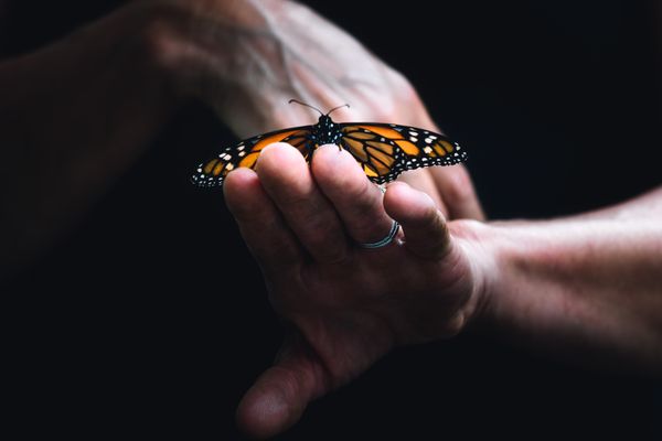 The Butterfly Gardener thumbnail