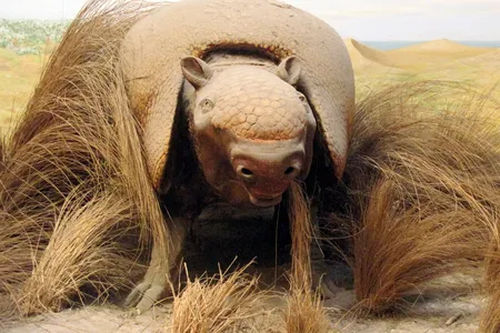 A reconstruction of a giant armadillo&nbsp;in the collection of paleontology at the Museo de La Plata in Buenos Aires, Argentina
