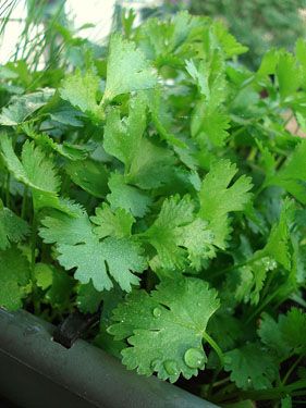 20110520090007cilantro.jpg