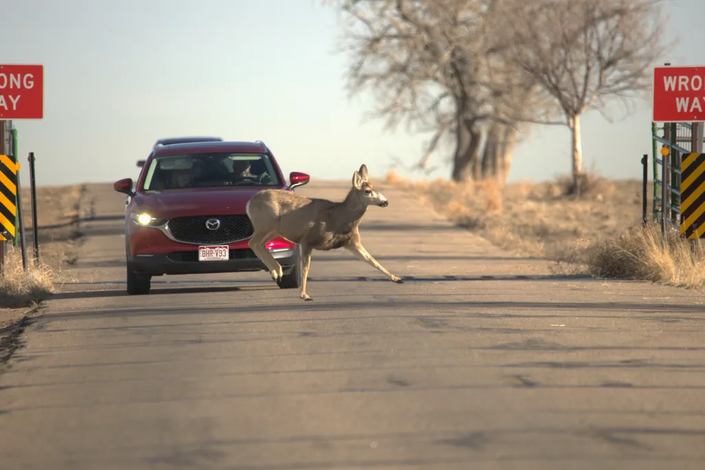Deer running in front of a car across a road