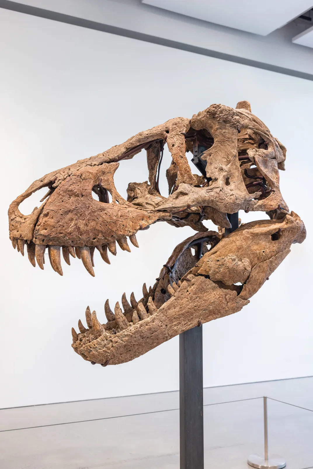 T. rex skull on a pedestal