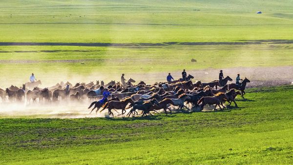 Lasso horses on the grassland thumbnail