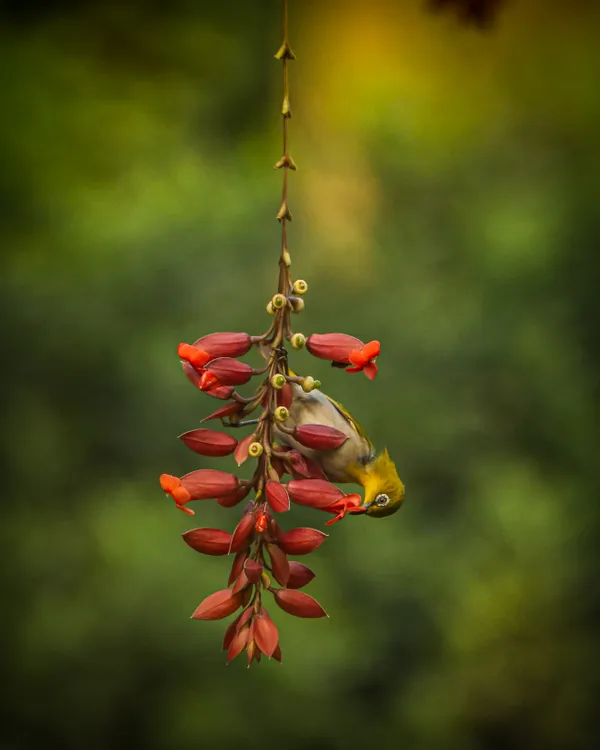 The Nectar Dance: A Moment in Flight thumbnail