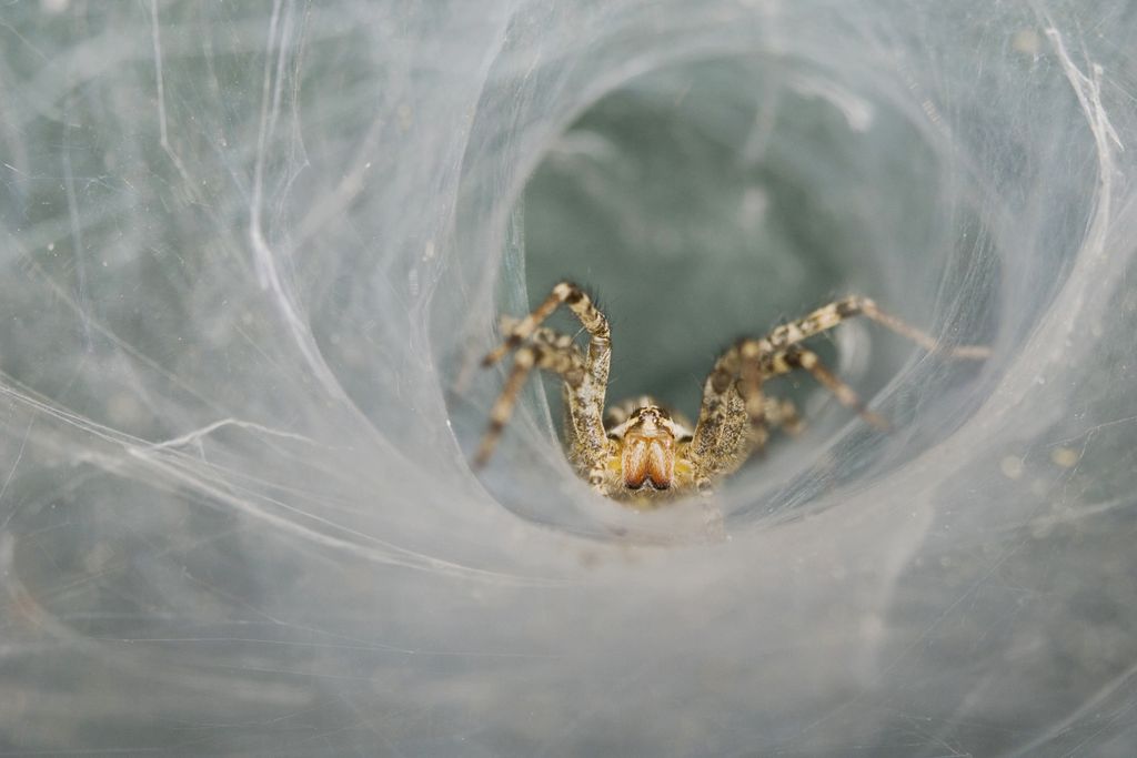 Funnel-web spider in a tube-like web