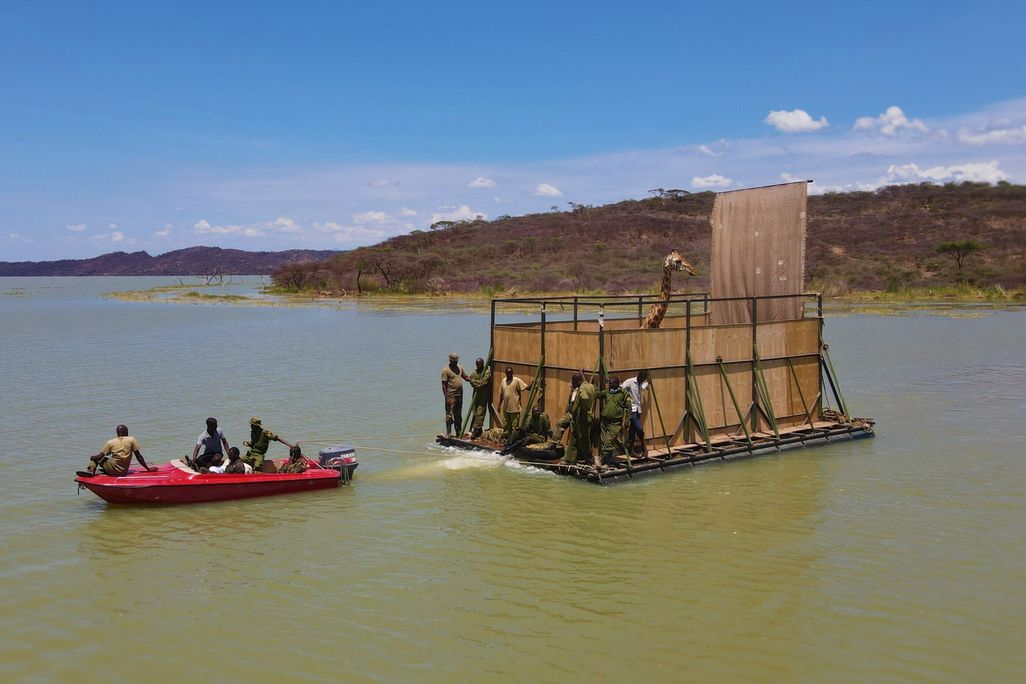 A photograph of the barge carrying a giraffe and being pulled by a red motorboat