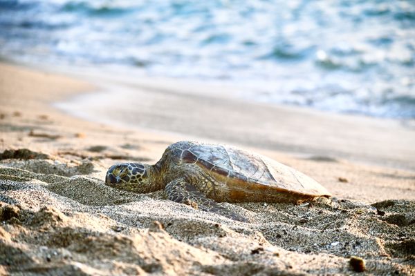 Turtle Sleeping on the Beach thumbnail