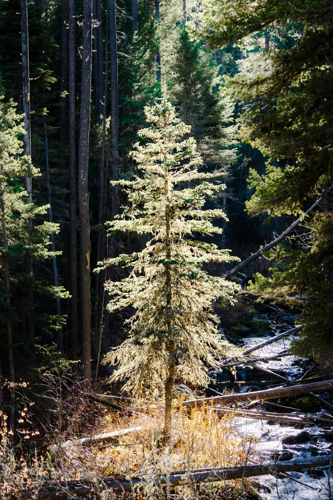 Glowing Tree | Smithsonian Photo Contest | Smithsonian Magazine